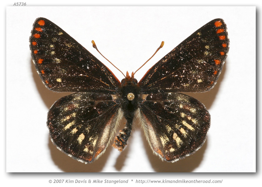 Euphydryas chalcedona chalcedona AB (M East Cielo Dr Santa Ynez Mtns Santa Barbara Co CA USA 31-V-07 C2 3 (Internet Image property of respective owner, non-commercial use only)